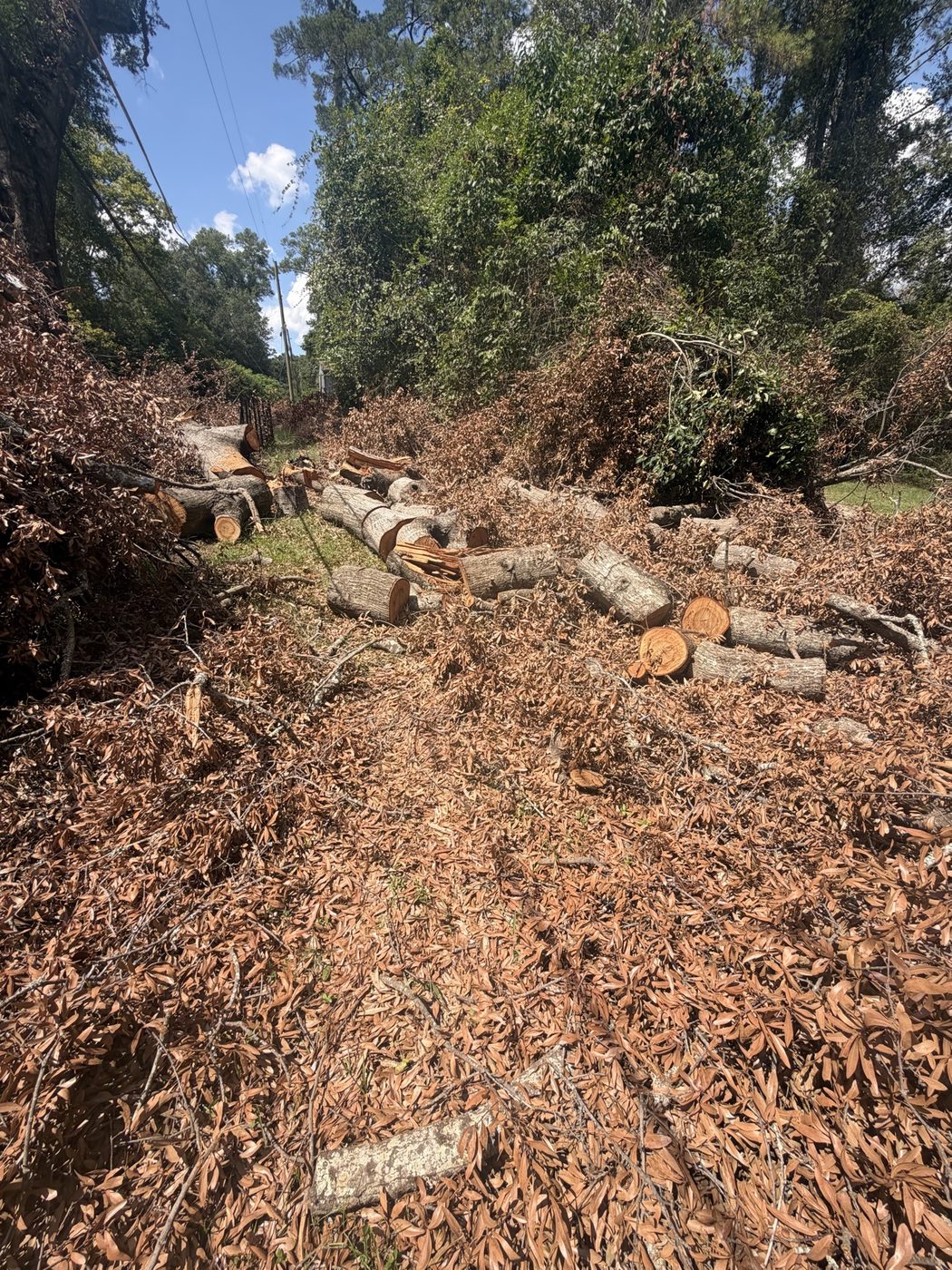 Felled trees and storm debris