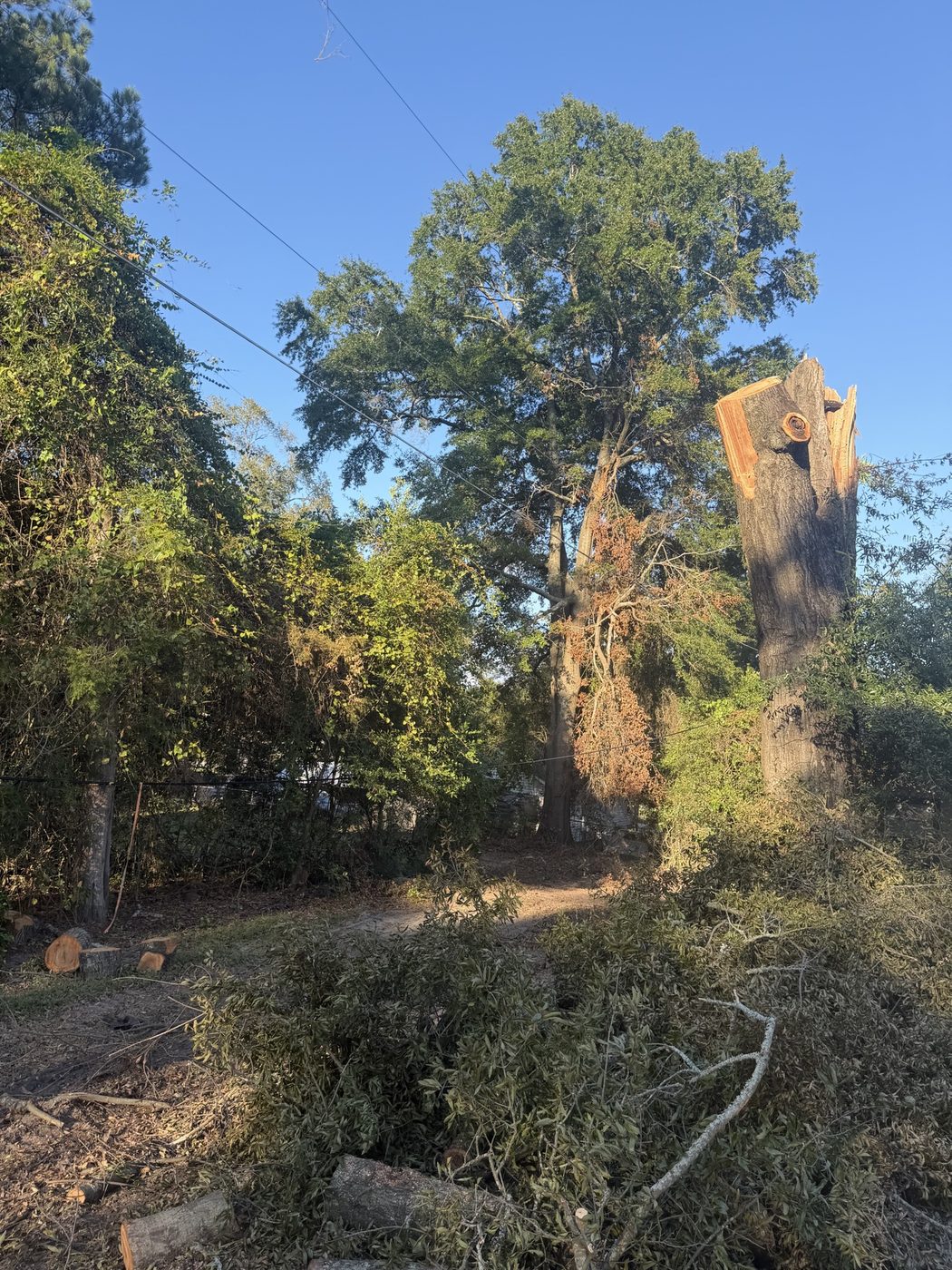 Topped tree and dense underbrush