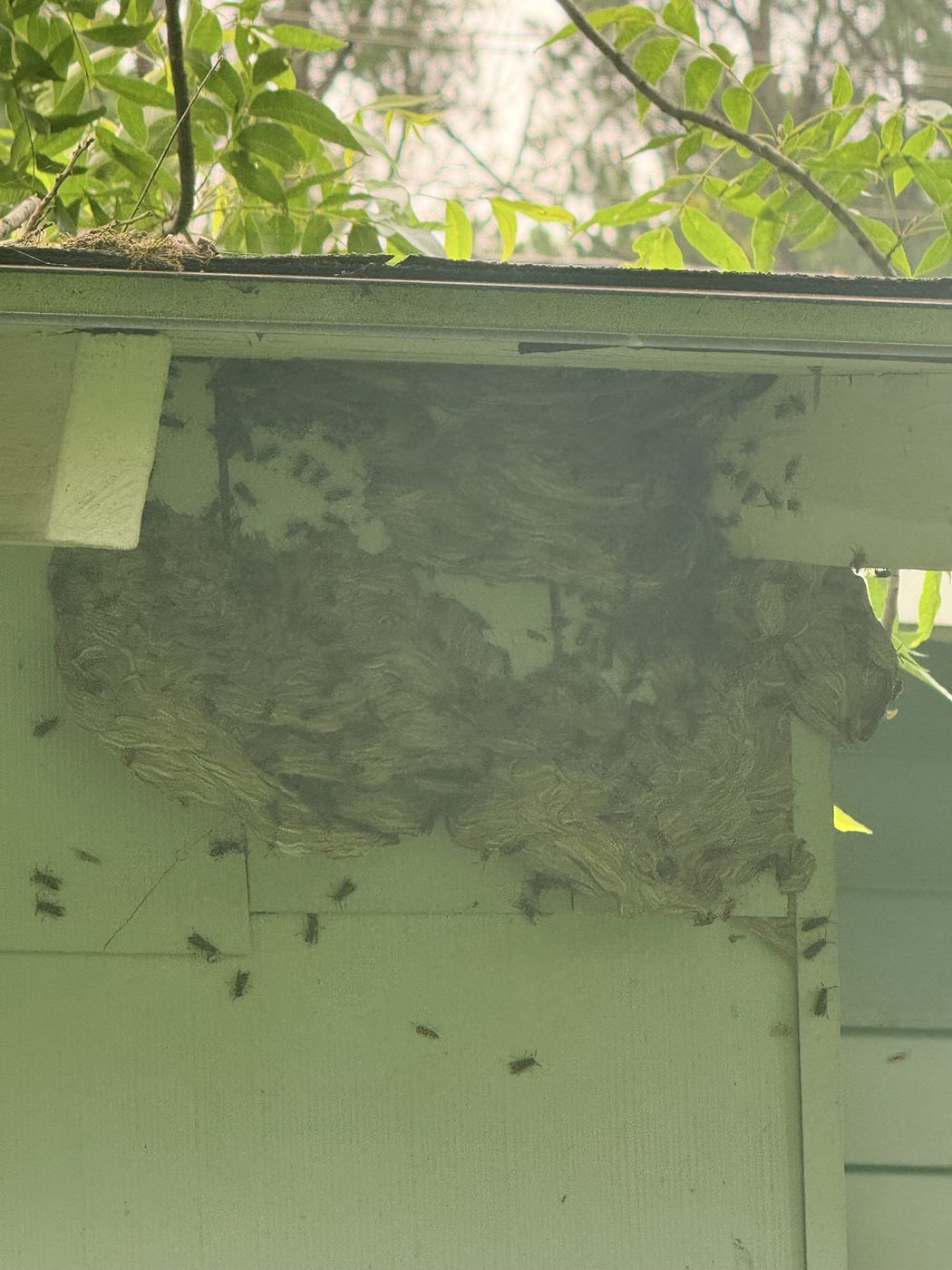 Large wasp nest under roof eave before removal